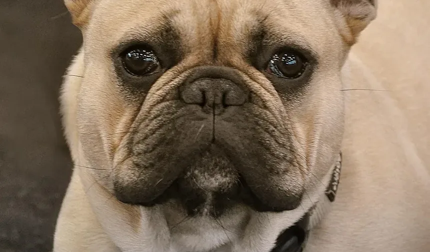 Amitriptilina para Animais de Estimação: Tudo o Que Você Precisa Saber