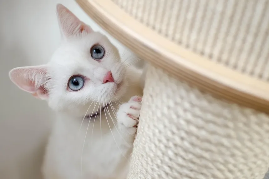 Como saber se o meu gato está com dor: sinais e o que fazer