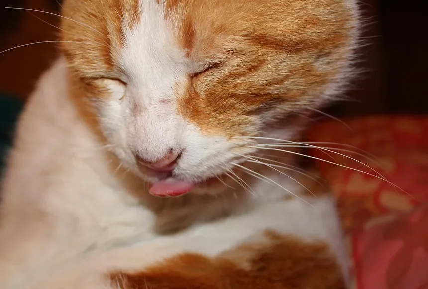 Guia Completo para Cuidar de Peixes Palhaço: Tudo o Que Você Precisa Saber
