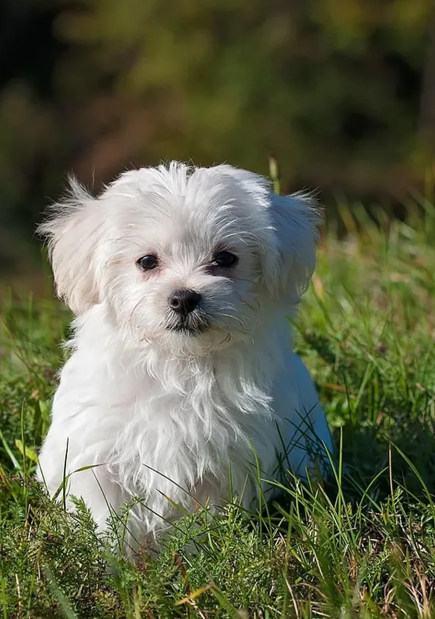 Comportamentos Compulsivos em Cães: Como Identificar e Tratar