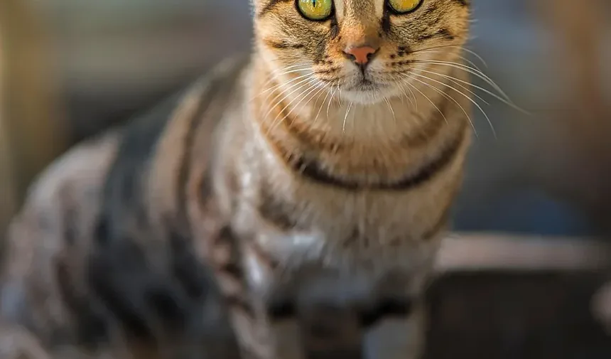 Os Gatos Têm Umbigos? Descubra Esta Curiosidade Felina!