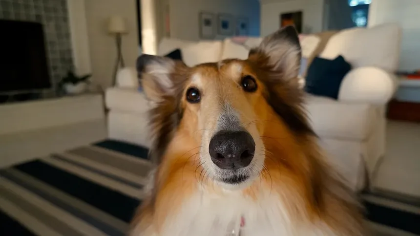 Seu Cachorro Espirra Muito? A Cama Pode Ser a Culpada