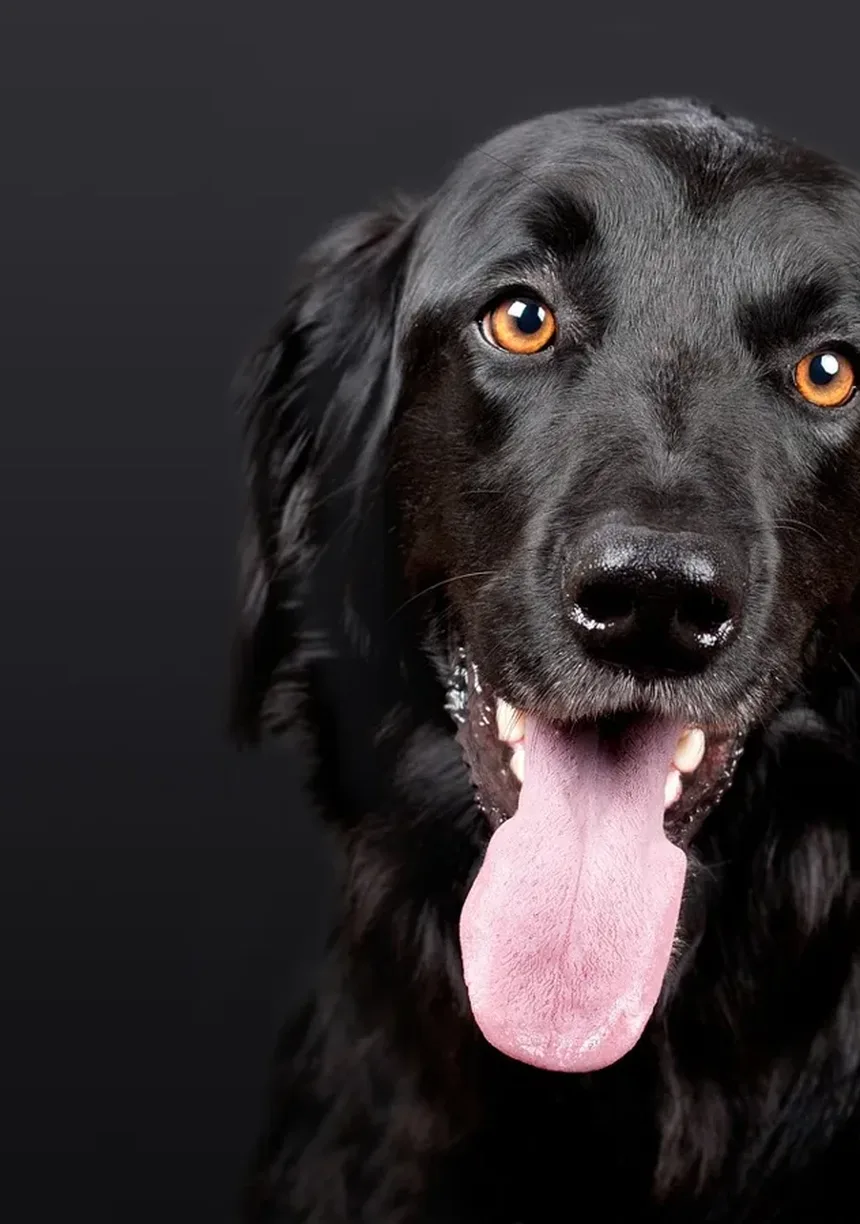 Coelho Holandês: Tudo Sobre Esta Encantadora Raça de Coelho