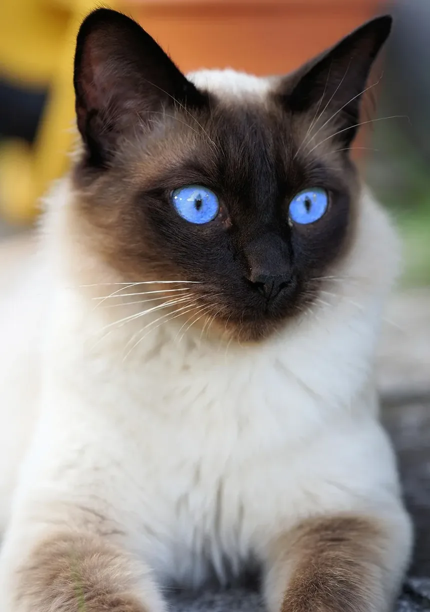 Como Preparar Sua Casa para um Novo Gato: 10 Dicas Essenciais