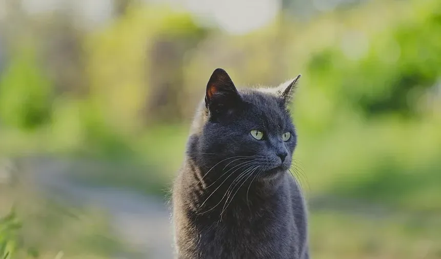 Como Preparar Sua Casa para um Novo Gato: 10 Dicas Essenciais