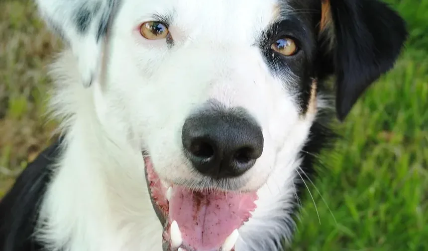Como Viajar com Seu Cachorro com Segurança: Guia Completo para Donos de Animais de Estimação