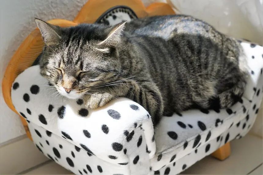 Seu Gato Está com Dor? Sinais Sutis que Você Pode Estar Perdendo