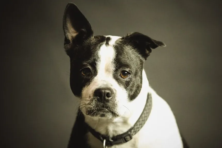 Cuidados Veterinários para Cães Idosos: 5 Perguntas Essenciais Respondidas