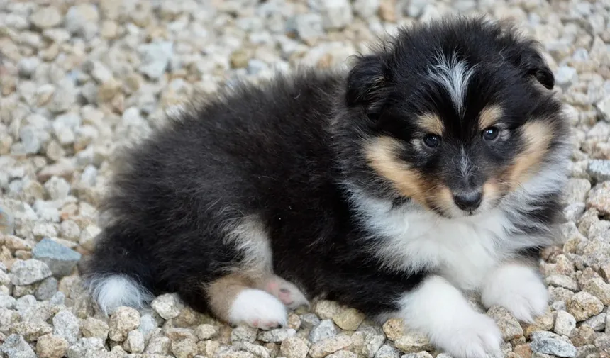 Cuidados Veterinários para Cães Idosos: 5 Perguntas Essenciais Respondidas