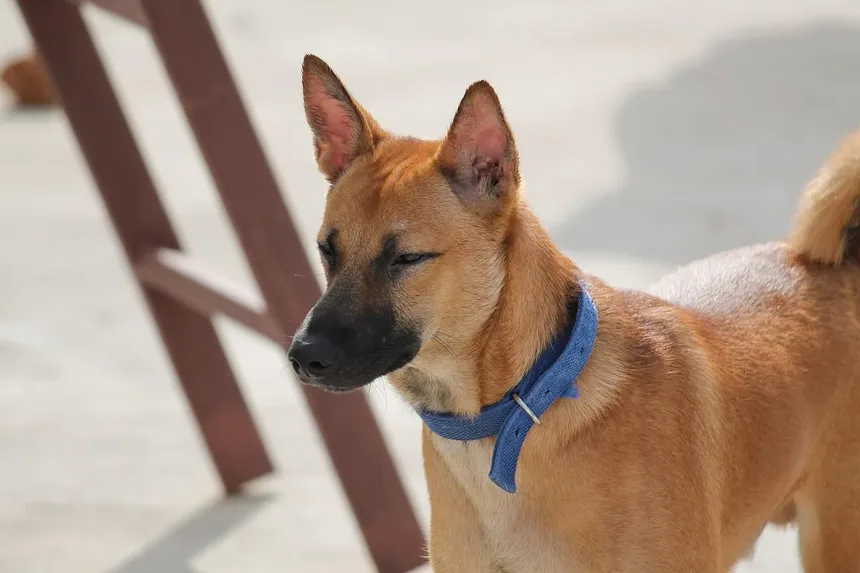 O Que Cães Idosos Precisam em Sua Dieta? Tudo o Que Você Precisa Saber