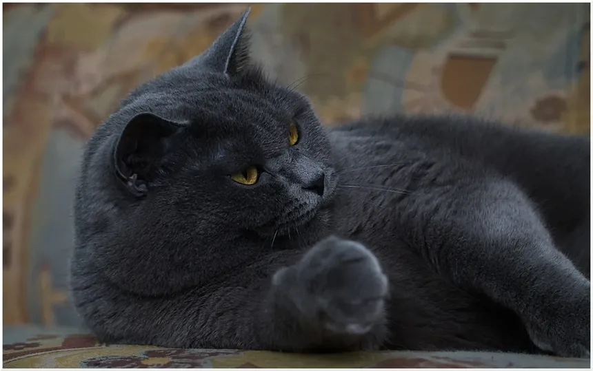 Por Que os Gatos Amam Pontos de Laser? Descubra os Benefícios!