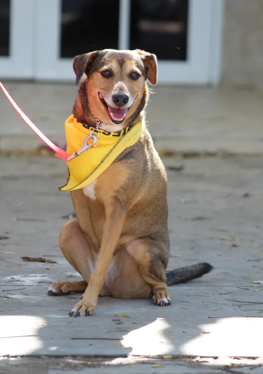 Melhor Antibiótico para Infecção de Ouvido em Cães: Remédios Caseiros Explorados