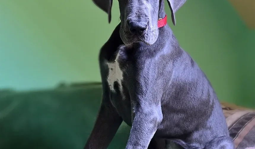 Melhor Antibiótico para Infecção de Ouvido em Cães: Remédios Caseiros Explorados