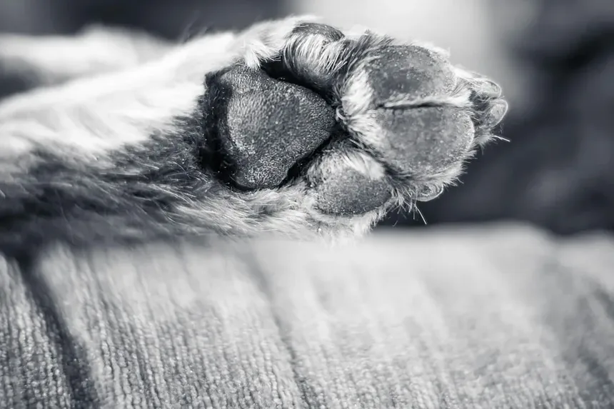 Melhor Antibiótico para Infecção de Ouvido em Cães: Remédios Caseiros Explorados