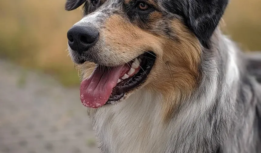 Secreção Marrom em Infecção de Ouvido de Cão: Tratamento e Remédios Caseiros