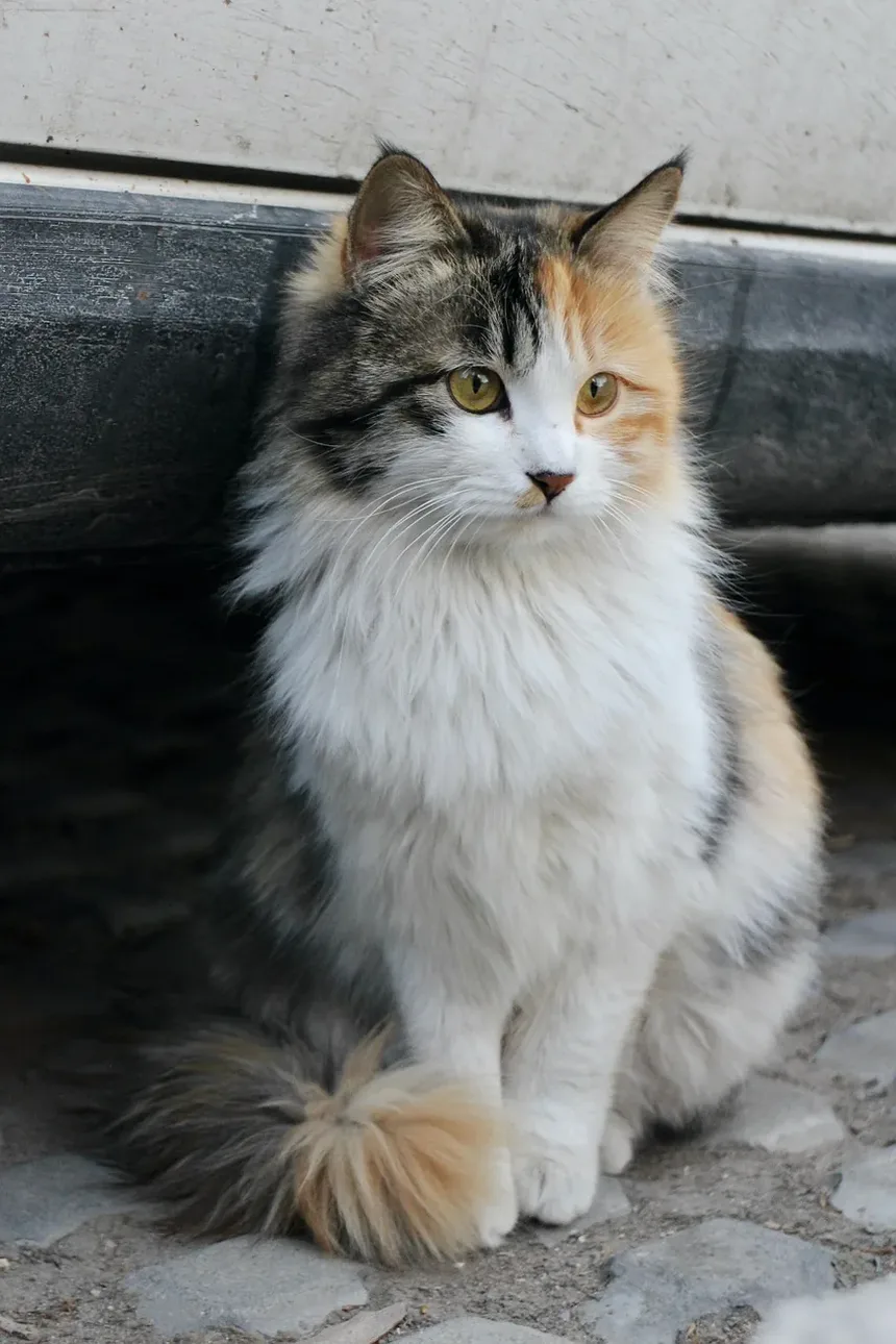 Os Gatos Podem Morrer por Infecções Oculares?