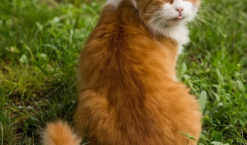 Os Gatos Podem Morrer por Infecções Oculares?