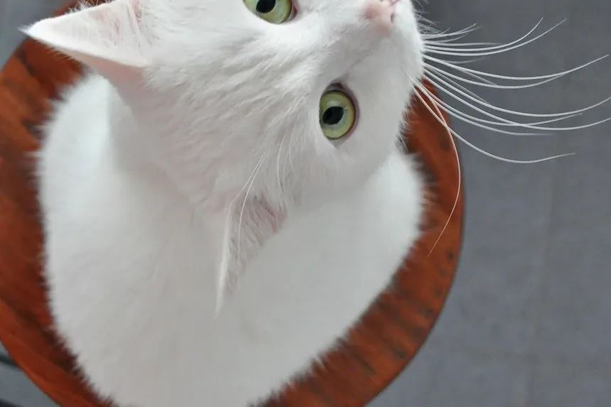 Os Gatos Podem Morrer por Infecções Oculares?