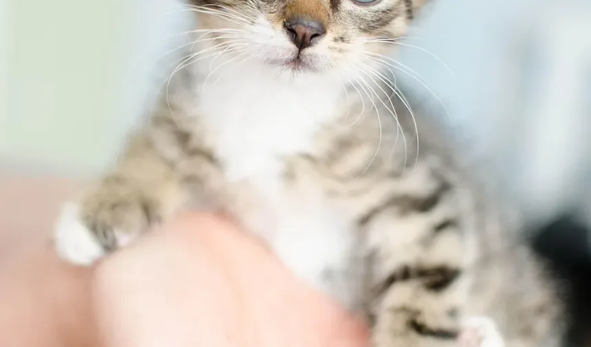 Tratamento de Conjuntivite em Olhos de Gato Sem Receita