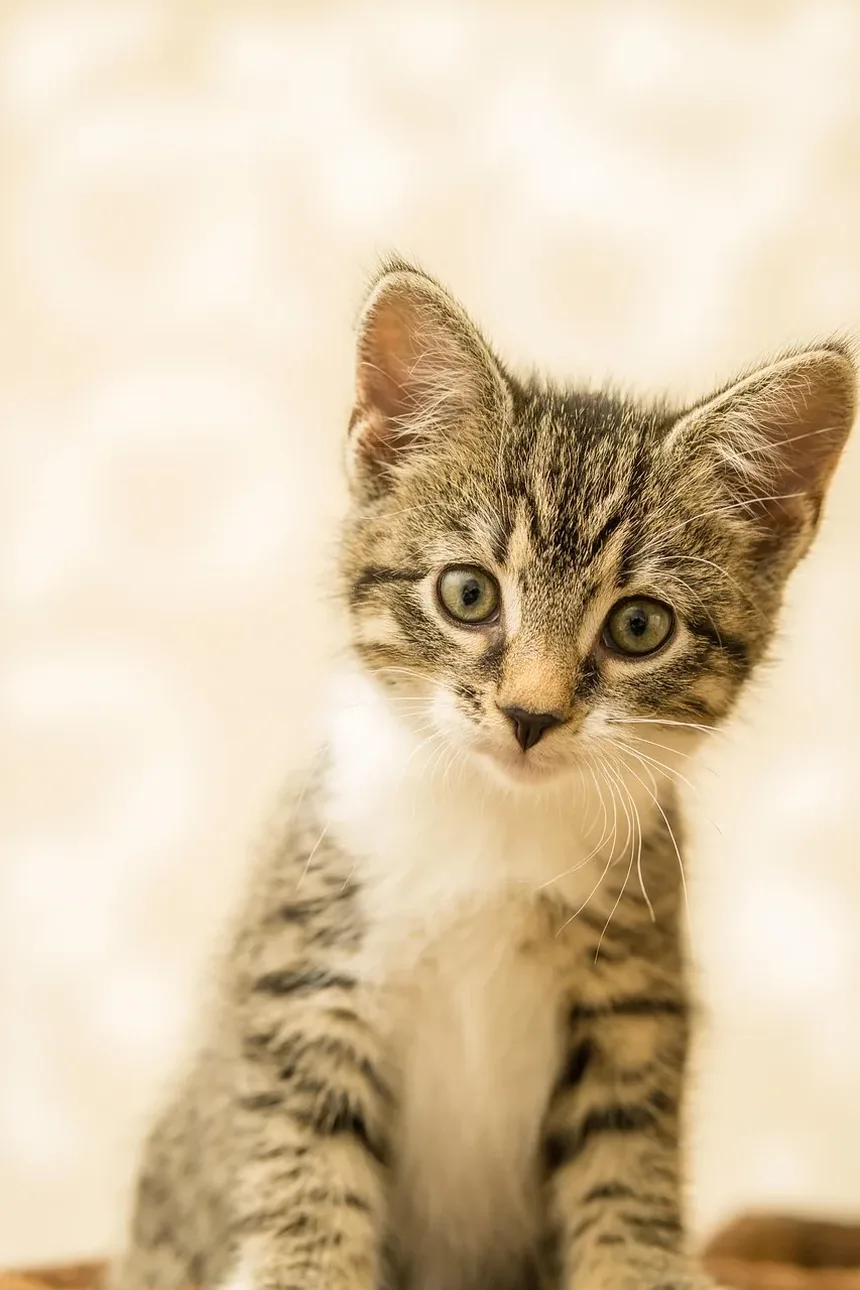 Entendendo Problemas Dentários em Gatos: Sintomas e Soluções