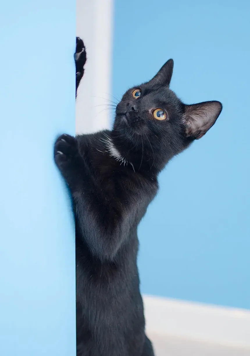 Entendendo Problemas Dentários em Gatos: Sintomas e Soluções