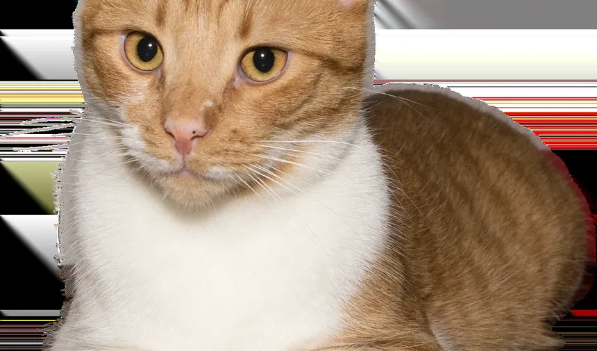 Entendendo Problemas Dentários em Gatos: Sintomas e Soluções