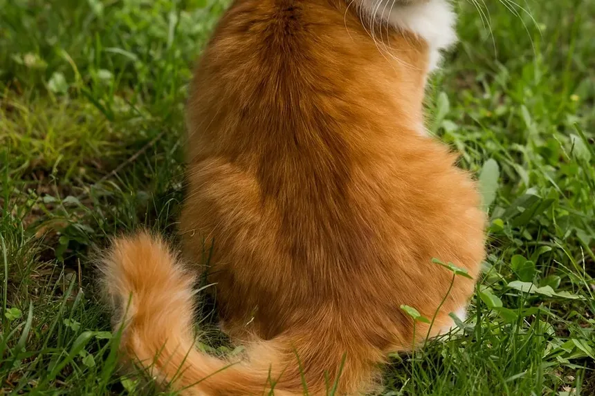 Entendendo Problemas Dentários em Gatos: Sintomas e Soluções