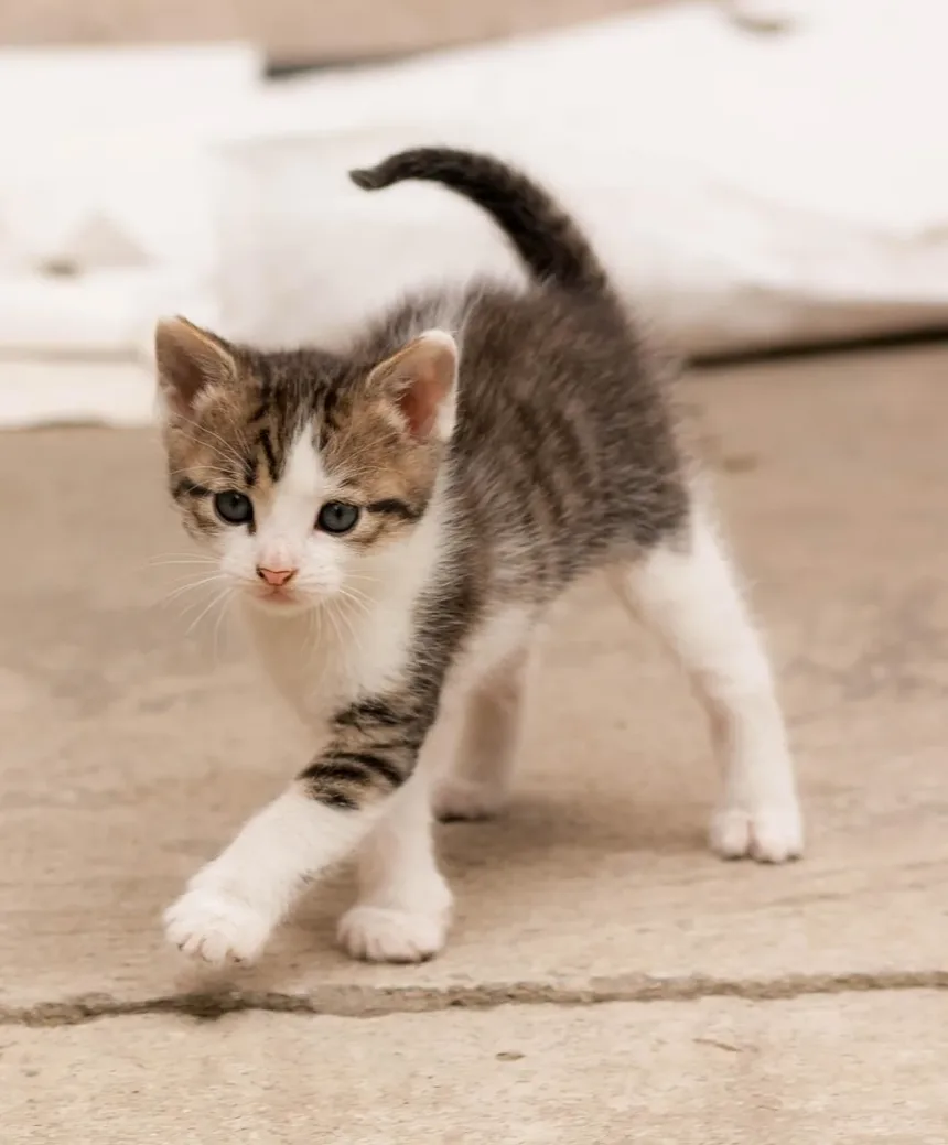Os Petiscos Dentais para Gatos Funcionam? Uma Análise Detalhada