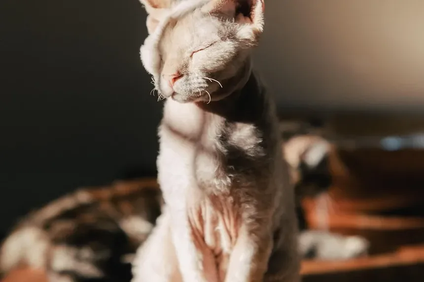 Os Petiscos Dentais para Gatos Funcionam? Uma Análise Detalhada