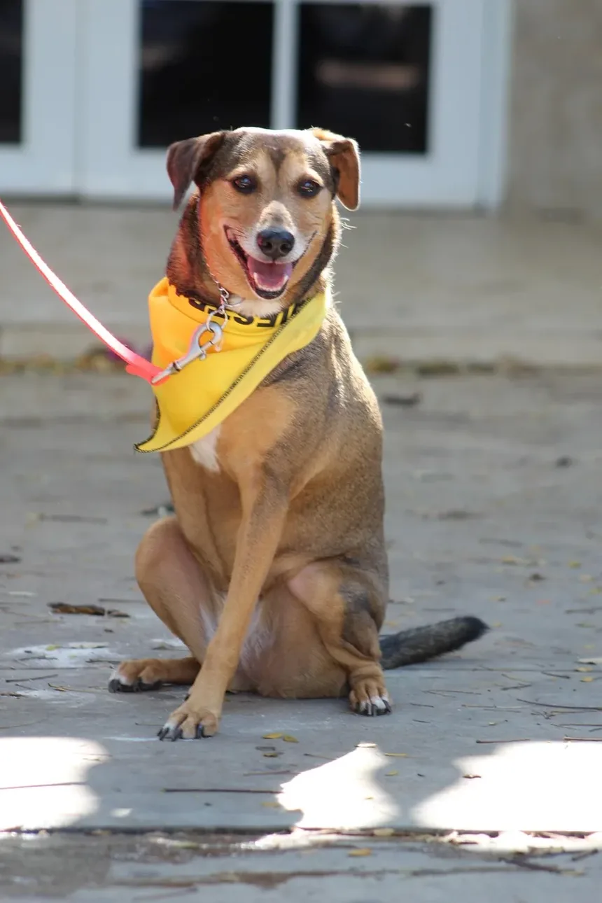 Tratamento Caseiro para Coceira na Pele do Cachorro: Guia Completo