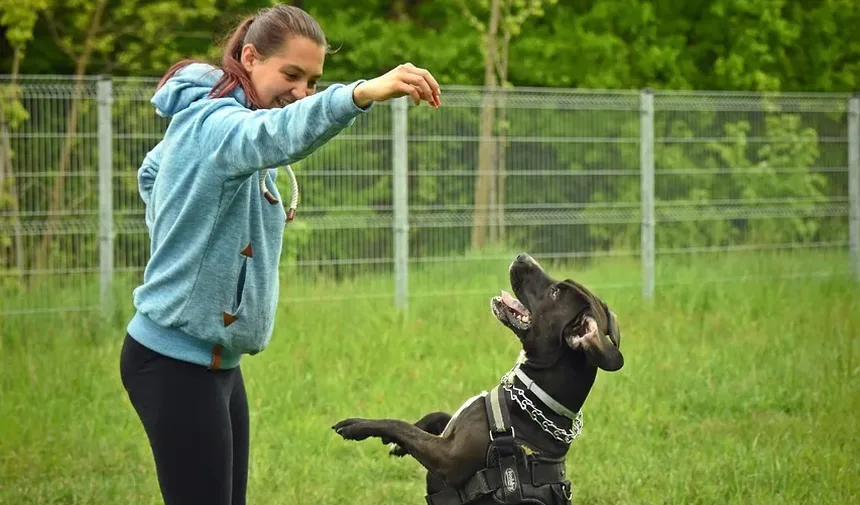 Tratamento Caseiro para Coceira na Pele do Cachorro: Guia Completo
