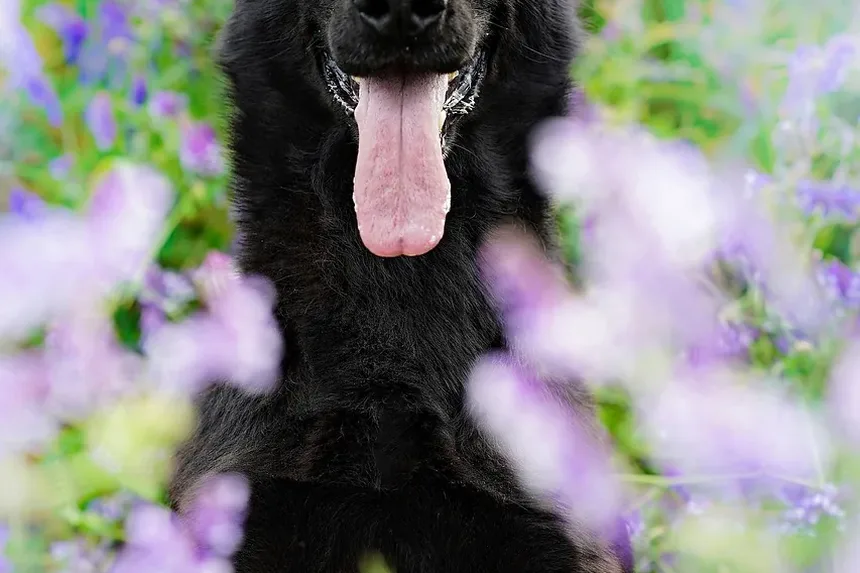 Tratamento Caseiro para Coceira na Pele do Cachorro: Guia Completo