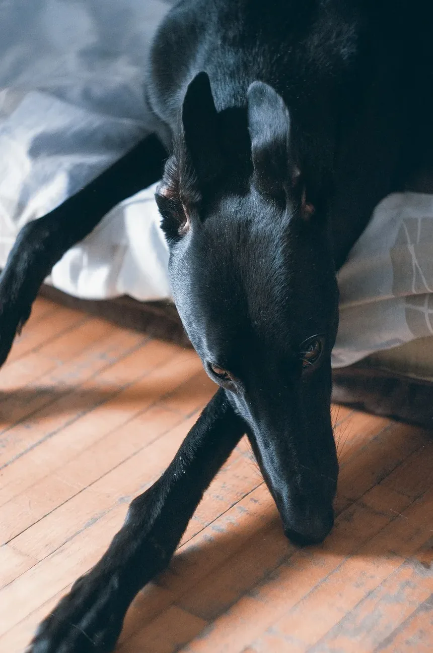 Alergia ao Trigo em Cães: Guia de Sintomas e Tratamento