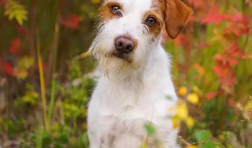 Remédios Caseiros para Nariz Entupido, Alergias e Espirros em Cães