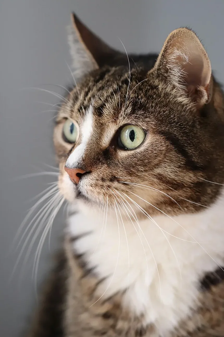 Receitas Caseiras de Petiscos para Gatos com Abóbora