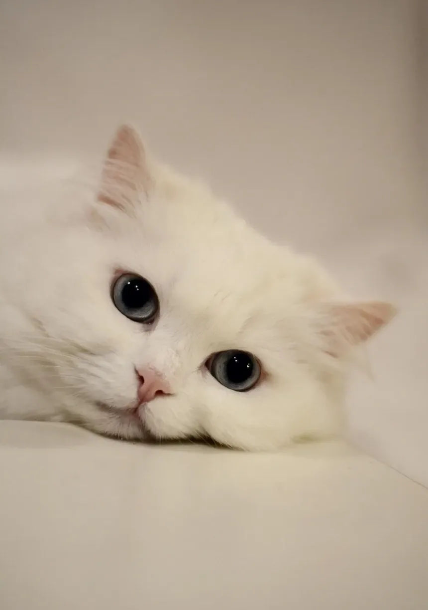 Receitas Caseiras de Petiscos para Gatos com Abóbora