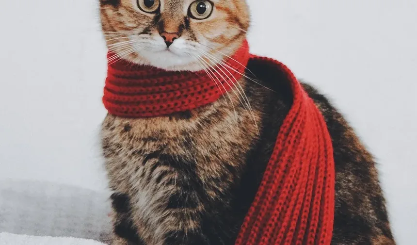 Receitas Caseiras de Petiscos para Gatos com Abóbora