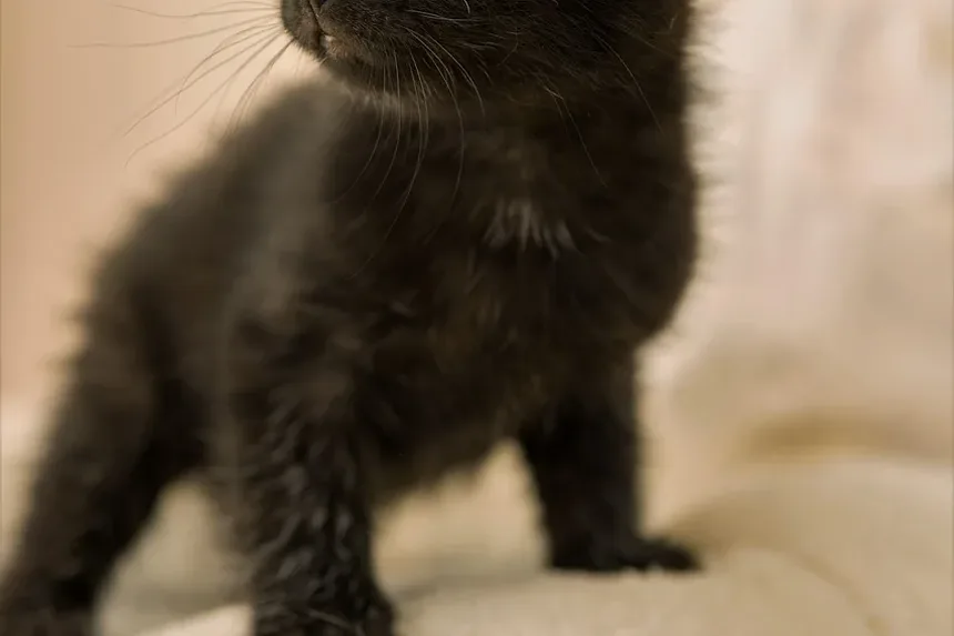 Receitas Caseiras de Petiscos para Gatos com Abóbora