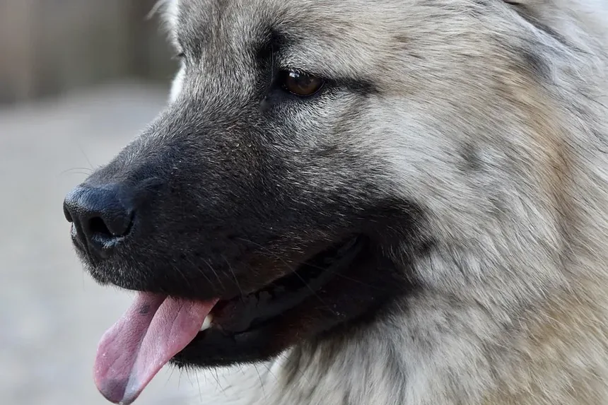 Receitas Deliciosas de Petiscos Caseiros para Cães que Seu Amigo Vai Adorar