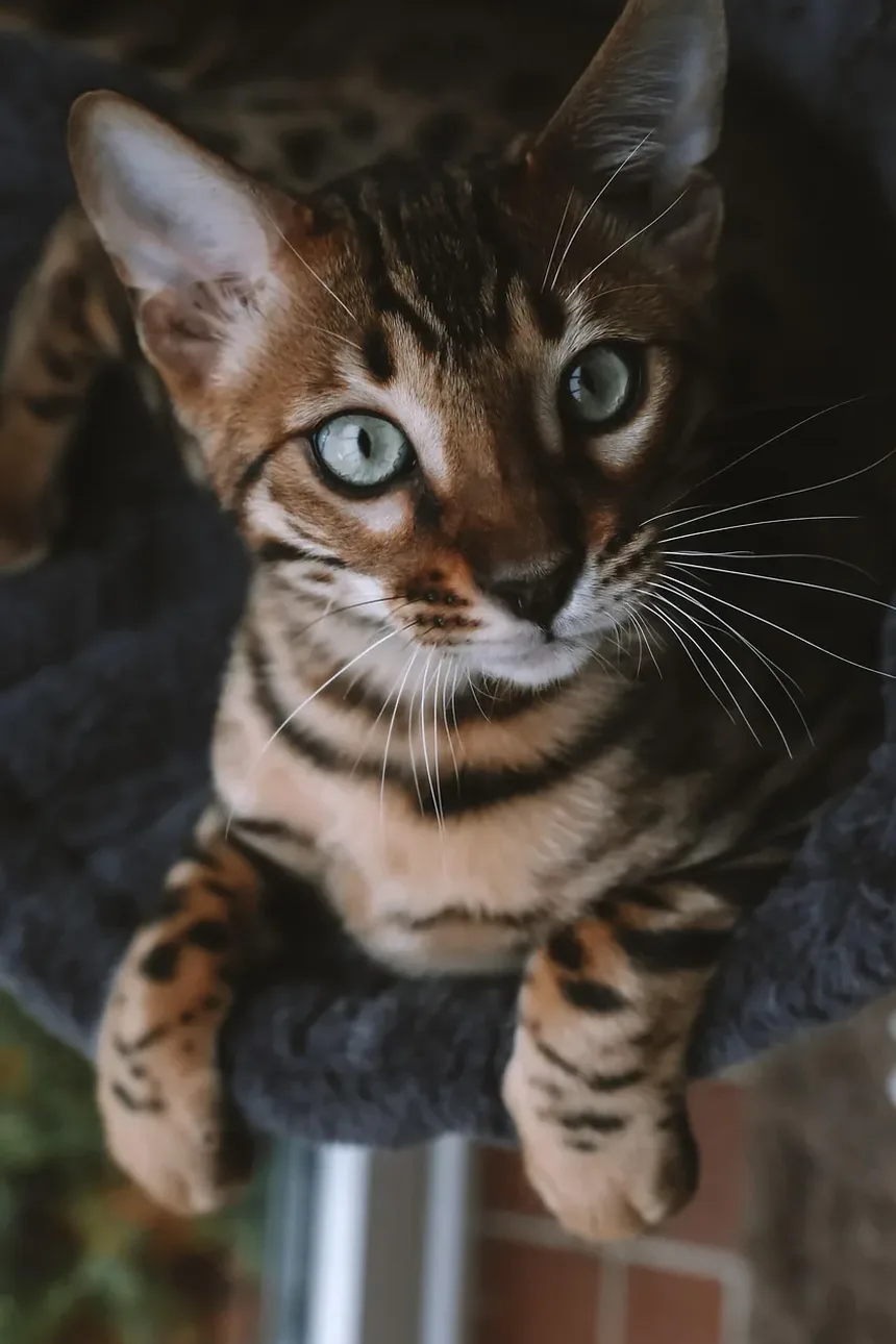 Como os Gatos Mantêm Seus Dentes Limpos?