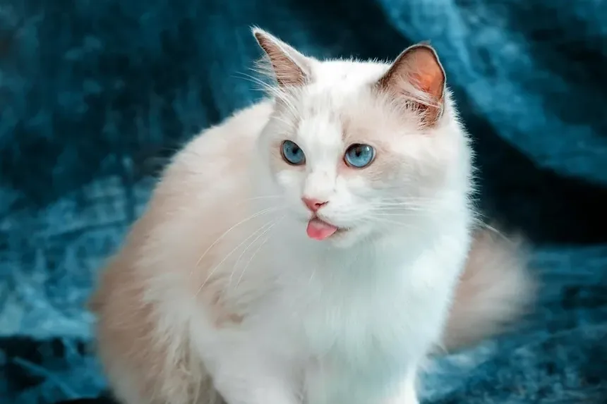 Como os Gatos Mantêm Seus Dentes Limpos?