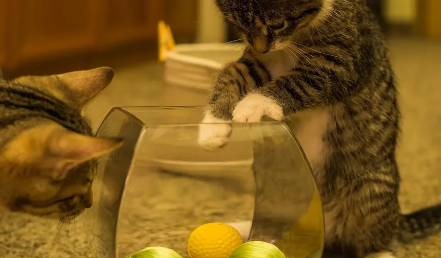 Como Tratar uma Infecção Ocular em Gatos: Um Guia Completo