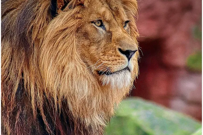 Como Tratar uma Infecção Ocular em Gatos: Um Guia Completo