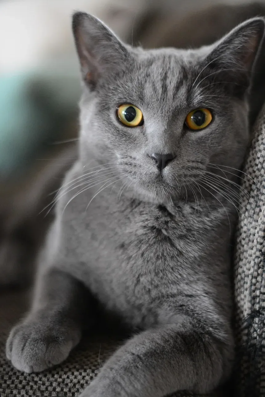 Quanto Tempo Duram os Sintomas de Alergia a Gatos?