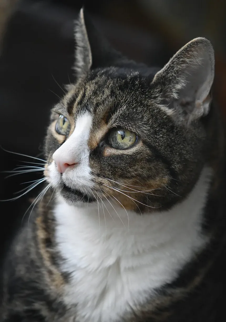 Quanto Tempo Duram os Sintomas de Alergia a Gatos?