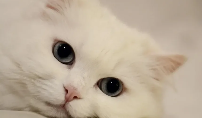 Quanto Tempo Duram os Sintomas de Alergia a Gatos?