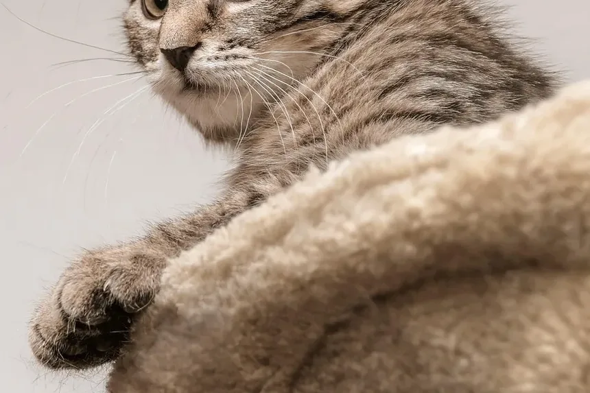 Quanto Tempo Duram os Sintomas de Alergia a Gatos?