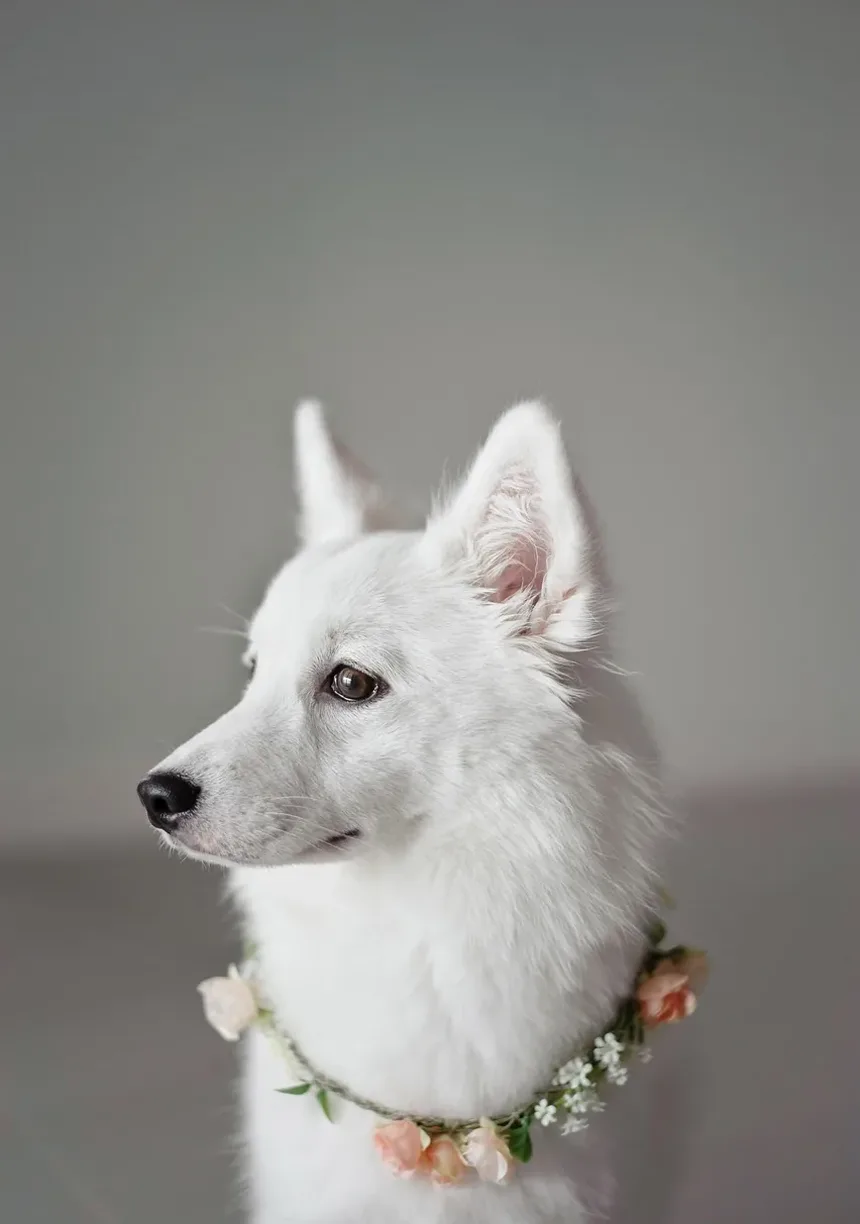 Como Escovar os Dentes do Seu Cão e Com Quais Produtos
