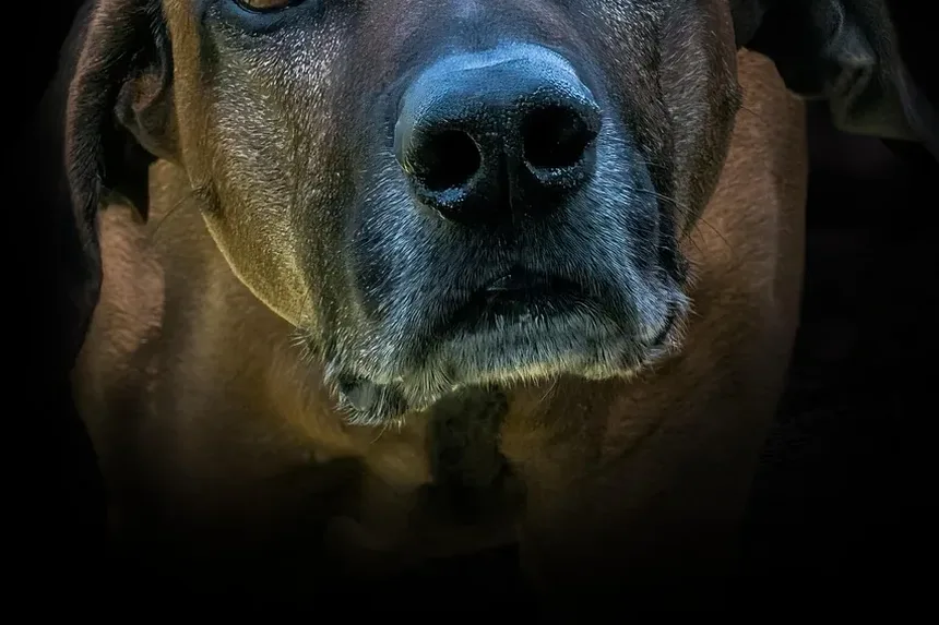 Como Escovar os Dentes do Seu Cão e Com Quais Produtos