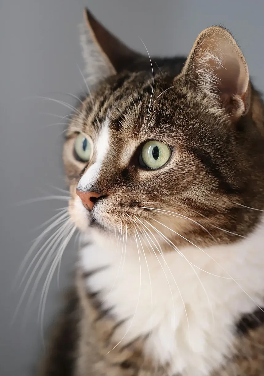 Como Cuidar de um Gato Idoso com Doença Renal